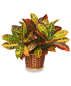 Croton Plant Basket 8 Inch