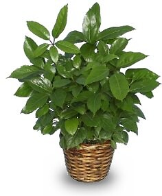 Green Schefflera Plant Large