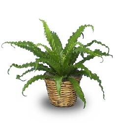 Bird Nest Fern Plant