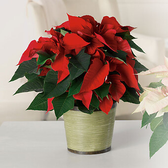 Classic Poinsettia 8&quot;