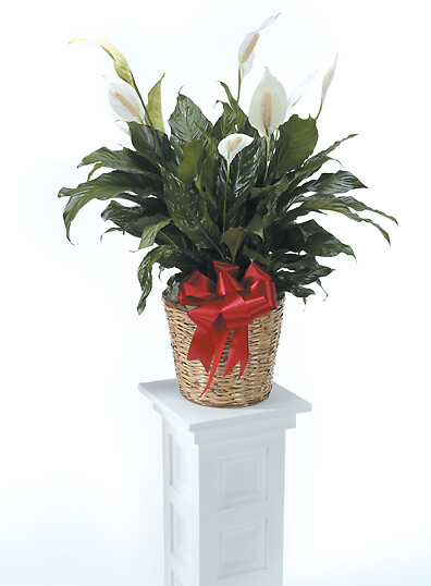 6&quot; Peace Lily in Basket with bow