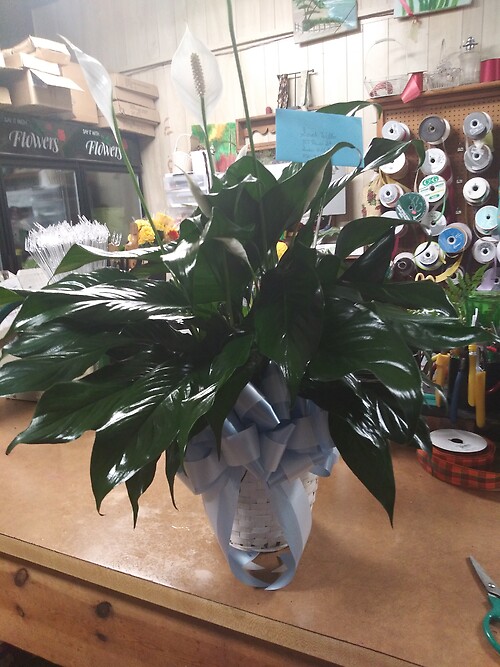 Peace Lily Plant 6&quot; wrapped in embossed foil with bow