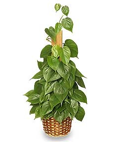 Heartleaf Philodendron