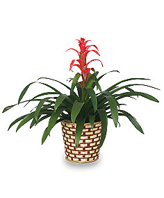 Tropical Bromeliad Plant