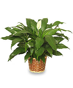 Peace Lily Plant 6&quot;