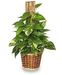 Golden Pothos Plant Large